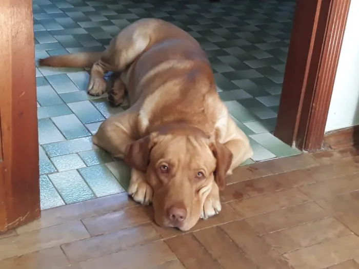 Cachorro ra a Labrador idade 6 ou mais anos nome Max