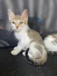 Gatinhos 