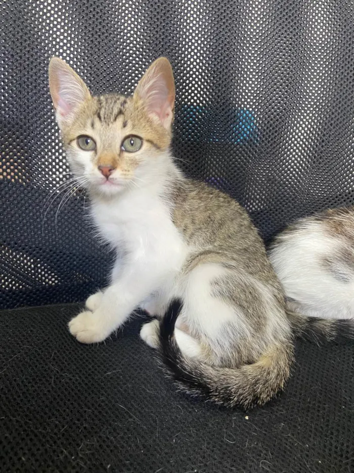 Gato ra a  idade 2 a 6 meses nome Gatinhos 