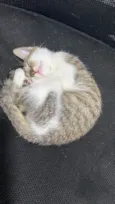 Gatinhos 