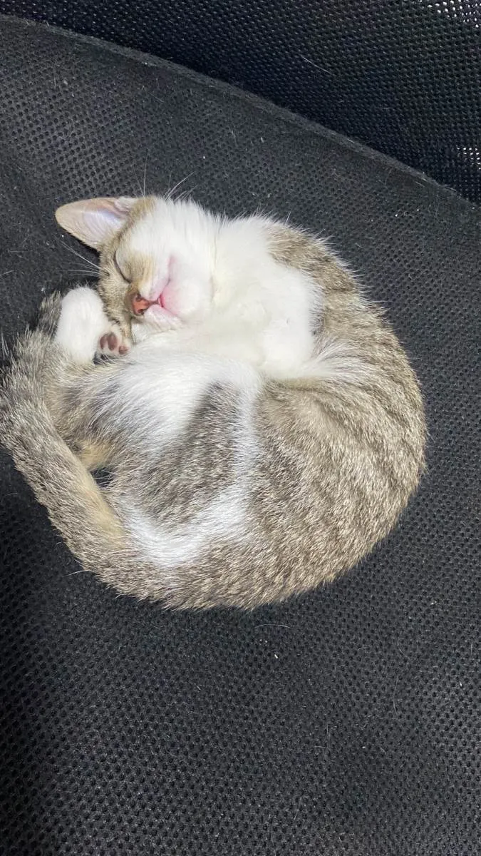 Gato ra a  idade 2 a 6 meses nome Gatinhos 