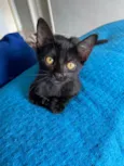 Gatinhos