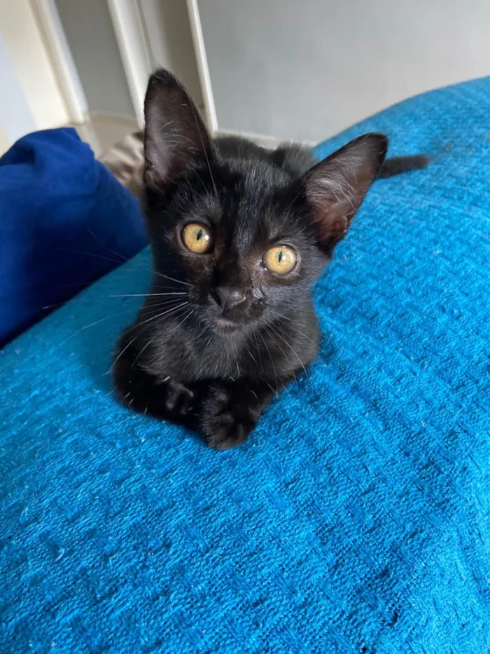 Gato ra a  idade 2 a 6 meses nome Gatinhos