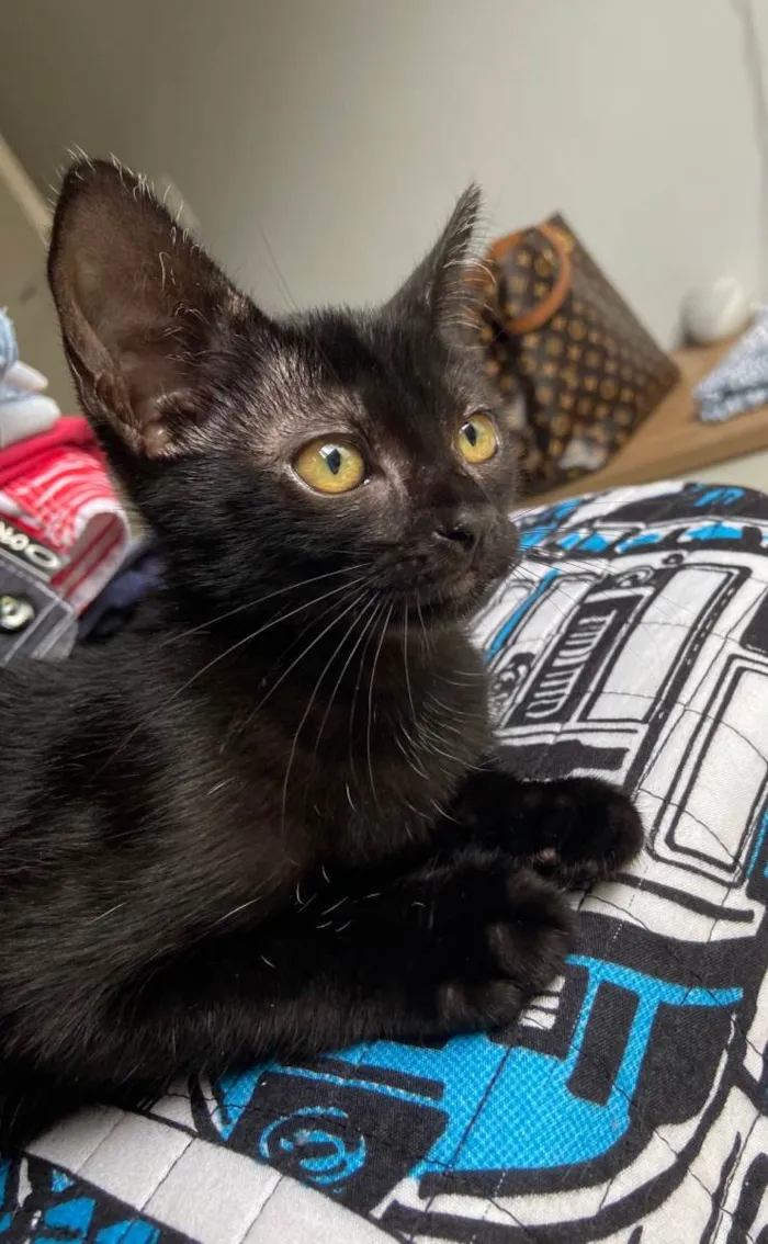 Gato ra a  idade 2 a 6 meses nome Gatinhos