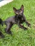 Gatinhos