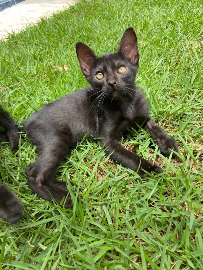 Gato ra a  idade 2 a 6 meses nome Gatinhos