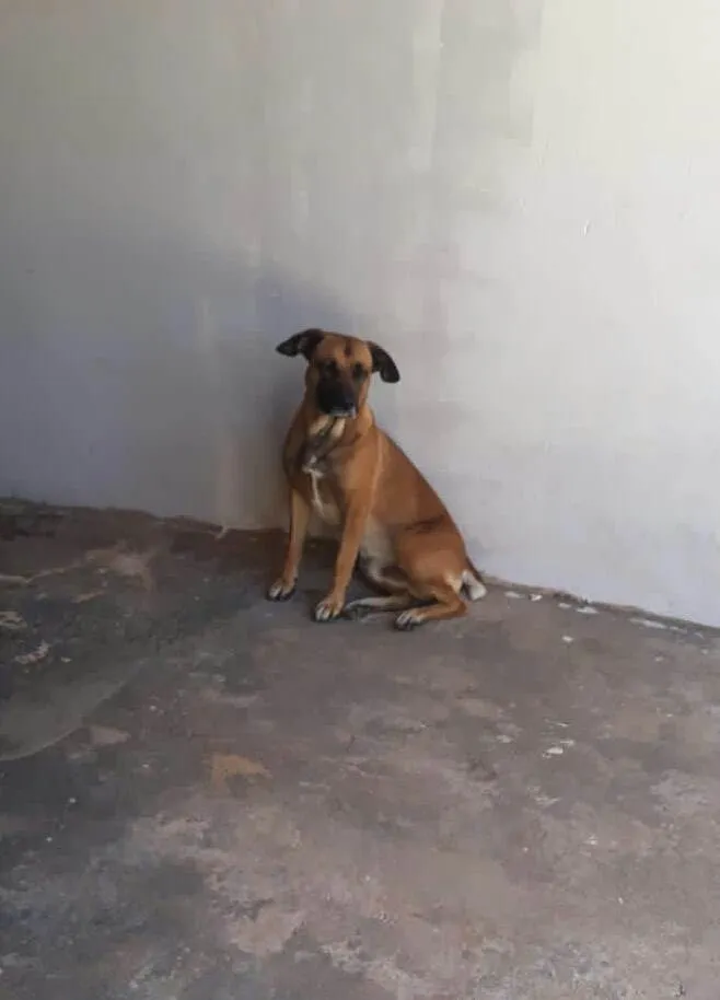 Cachorro ra a SRD-ViraLata idade 6 ou mais anos nome Zeus