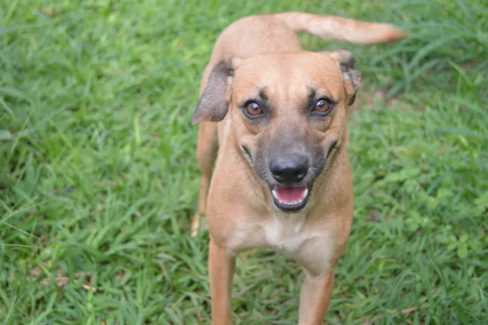 Cachorro ra a SRD-ViraLata idade 2 anos nome Tetê