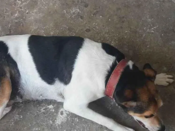 Cachorro ra a SRD-ViraLata idade 4 anos nome Lilica