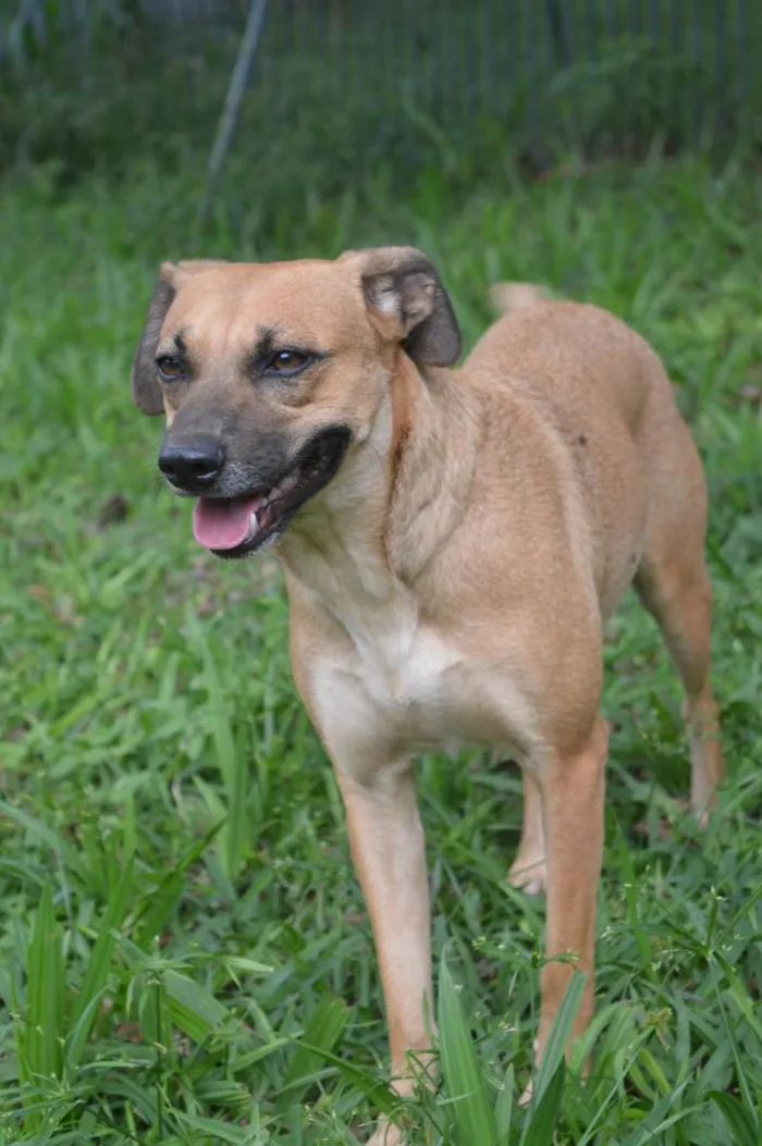 Cachorro ra a SRD-ViraLata idade 2 anos nome Tetê