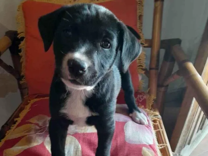 Cachorro ra a SRD-ViraLata idade 2 a 6 meses nome Sem nome 