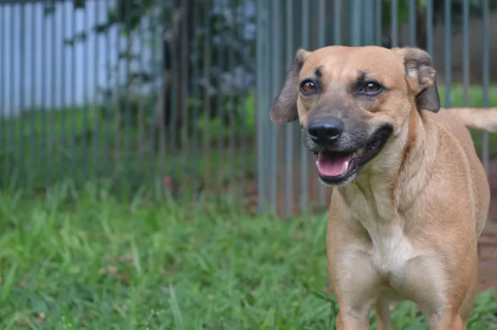 Cachorro ra a SRD-ViraLata idade 2 anos nome Tetê