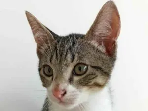 Gato raça SRD-ViraLata idade 2 a 6 meses nome Denji