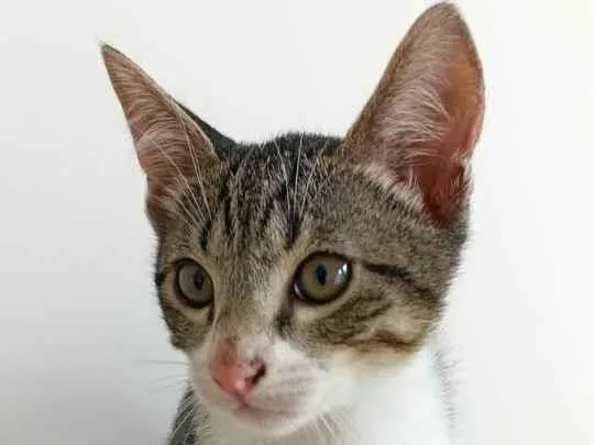 Gato ra a SRD-ViraLata idade 2 a 6 meses nome Denji