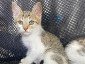 Gato raça  idade 2 a 6 meses nome Gatinhos 