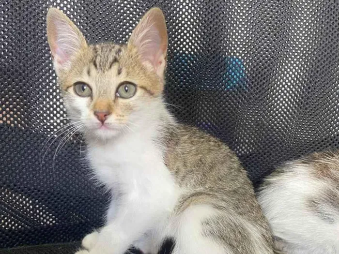 Gato ra a  idade 2 a 6 meses nome Gatinhos 