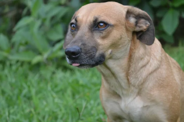 Cachorro ra a SRD-ViraLata idade 2 anos nome Tetê