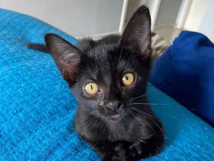 Gato ra a  idade 2 a 6 meses nome Gatinhos