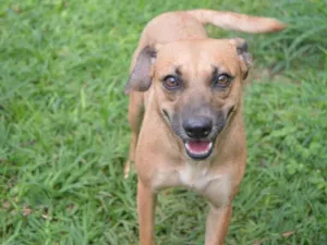 Cachorro raça SRD-ViraLata idade 2 anos nome Tetê