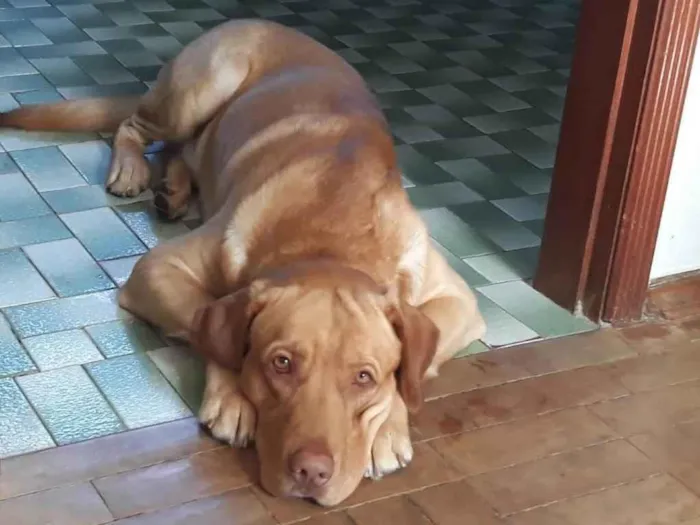 Cachorro ra a Labrador idade 6 ou mais anos nome Max