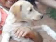 Cachorro raça SRD-ViraLata idade 2 anos nome Belinha