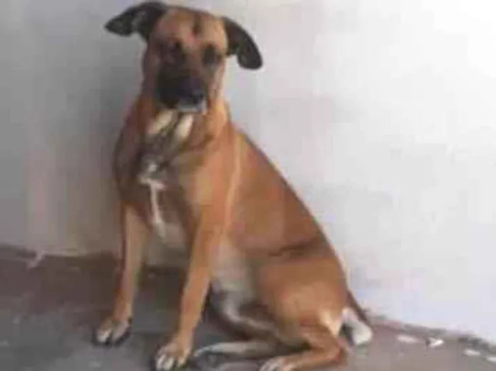 Cachorro ra a SRD-ViraLata idade 6 ou mais anos nome Zeus