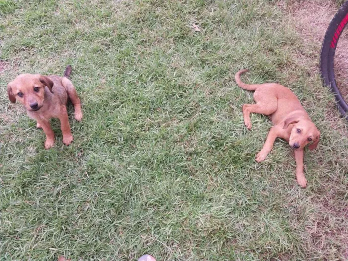 Cachorro ra a SRD-ViraLata idade Abaixo de 2 meses nome Mel e Tel