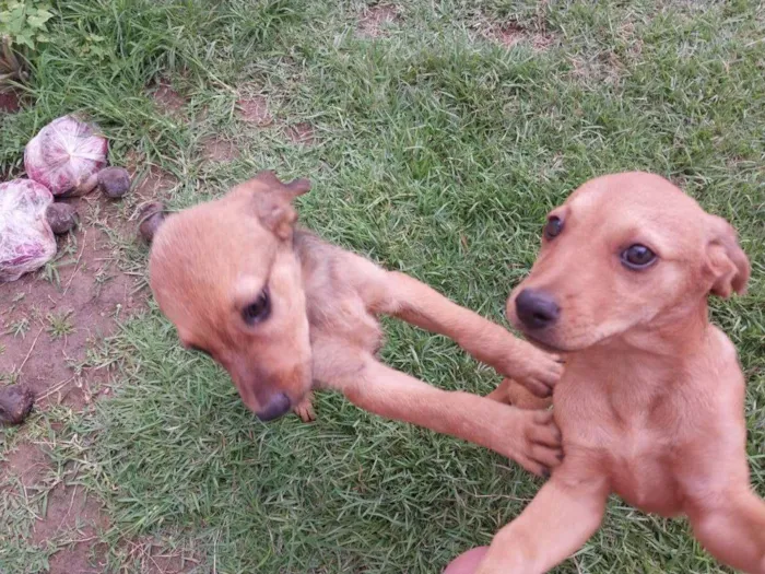 Cachorro ra a SRD-ViraLata idade Abaixo de 2 meses nome Mel e Tel