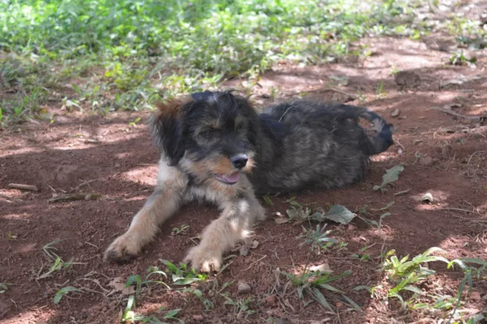 Cachorro ra a SRD-ViraLata idade 2 a 6 meses nome Flufi