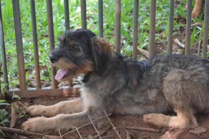 Cachorro ra a SRD-ViraLata idade 2 a 6 meses nome Flufi