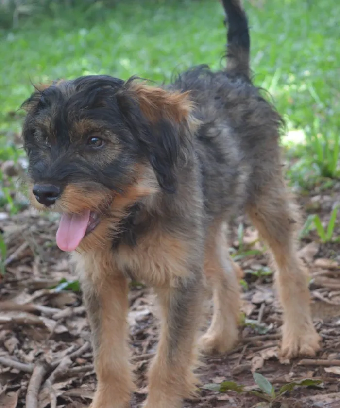 Cachorro ra a SRD-ViraLata idade 2 a 6 meses nome Flufi