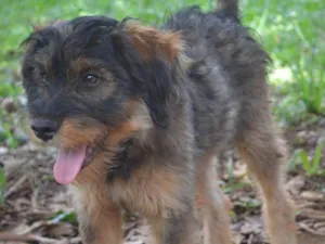 Cachorro raça SRD-ViraLata idade 2 a 6 meses nome Flufi