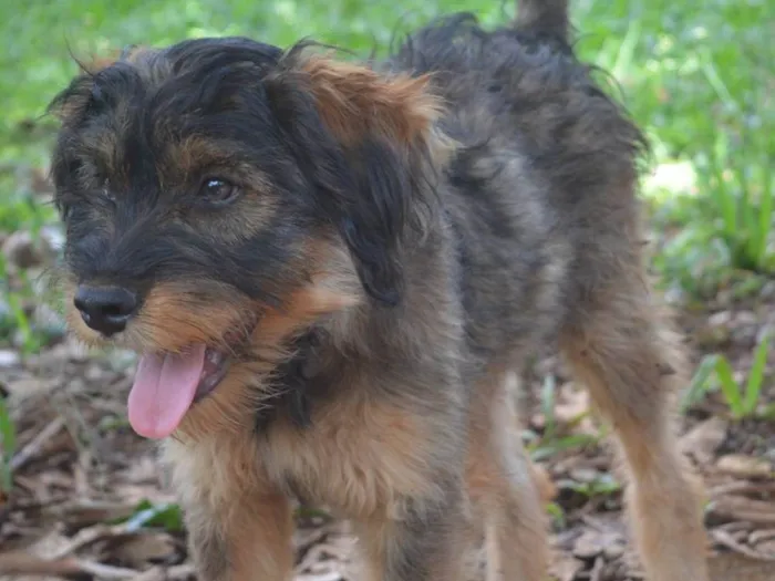 Cachorro ra a SRD-ViraLata idade 2 a 6 meses nome Flufi