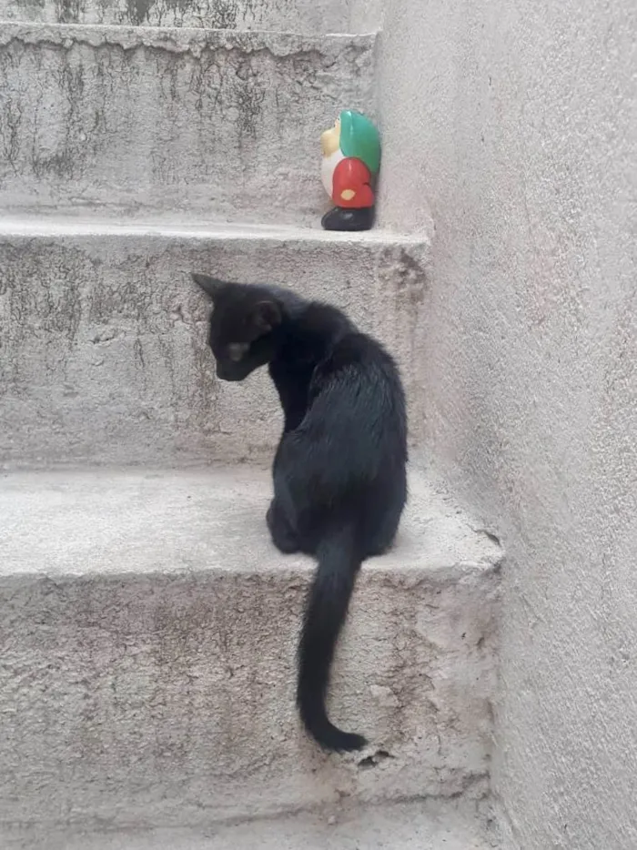 Gato ra a SRD-ViraLata idade 2 a 6 meses nome S/ nome