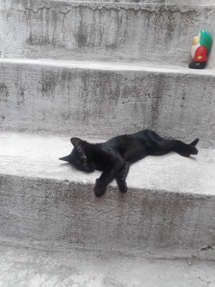 Gato ra a SRD-ViraLata idade 2 a 6 meses nome S/ nome