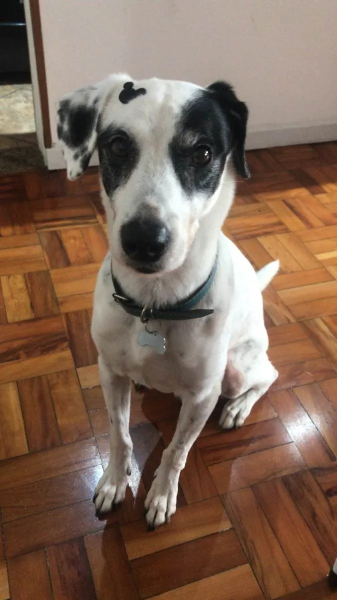 Cachorro ra a SRD idade 6 ou mais anos nome Steve