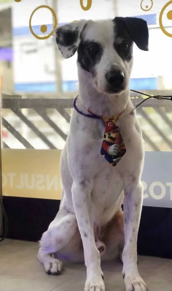Cachorro ra a SRD idade 6 ou mais anos nome Steve