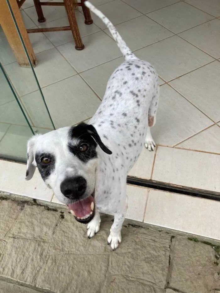 Cachorro ra a SRD idade 6 ou mais anos nome Steve