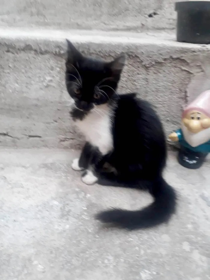 Gato ra a SRD-ViraLata idade 2 a 6 meses nome S/ nome