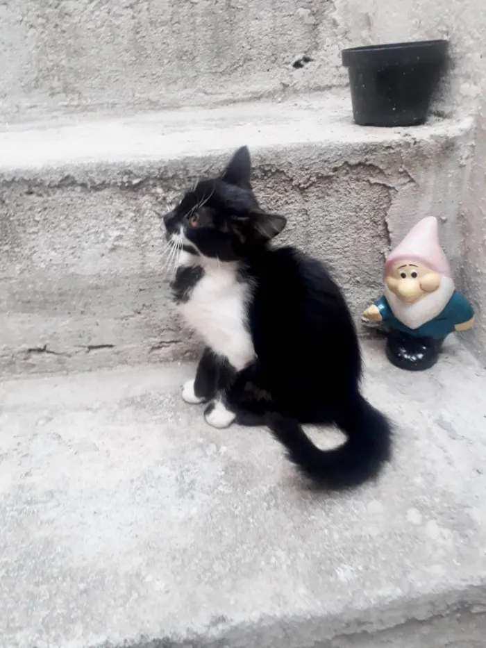 Gato ra a SRD-ViraLata idade 2 a 6 meses nome S/ nome