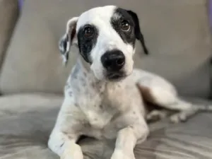 Cachorro raça SRD idade 6 ou mais anos nome Steve