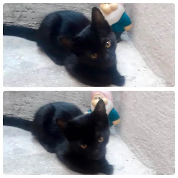 Gato ra a SRD-ViraLata idade 2 a 6 meses nome S/ nome