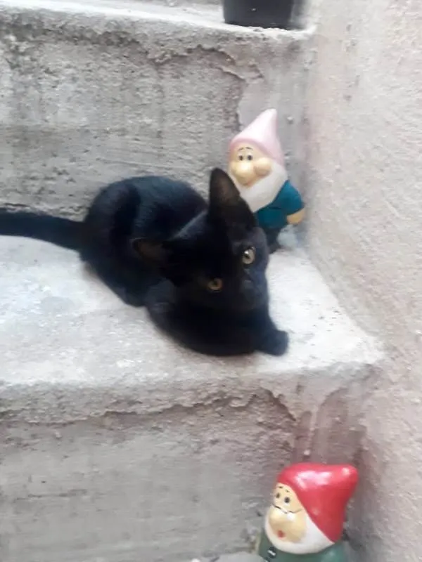 Gato ra a SRD-ViraLata idade 2 a 6 meses nome S/ nome