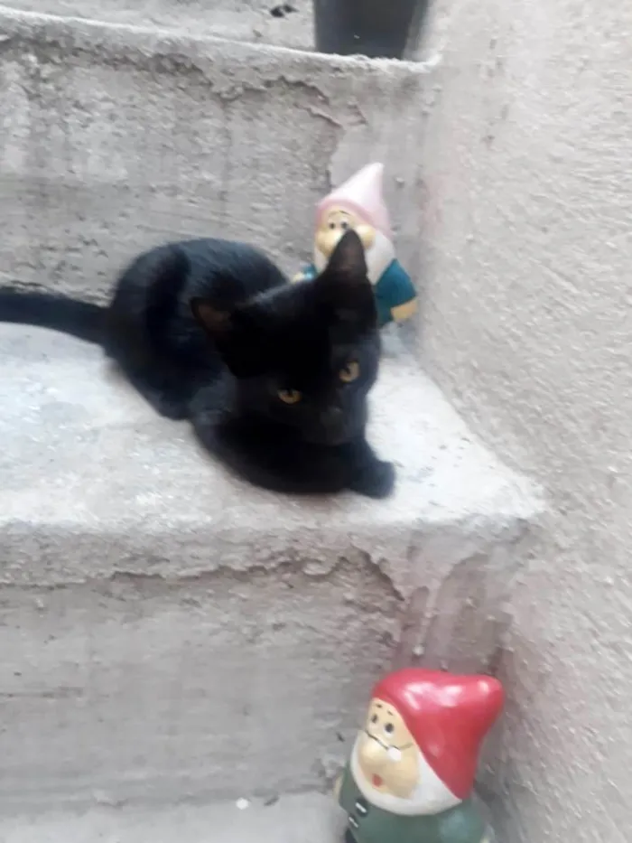 Gato ra a SRD-ViraLata idade 2 a 6 meses nome S/ nome