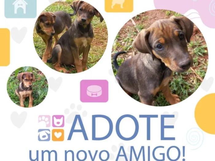 Cachorro ra a SRD idade 7 a 11 meses nome Mafalda 