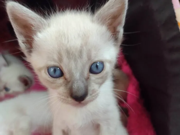 Gato raça Siamês  idade Abaixo de 2 meses nome Sem nome