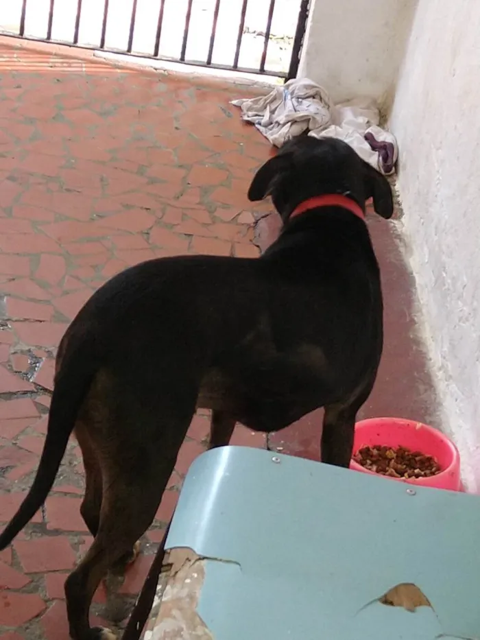 Cachorro ra a SRD-ViraLata idade 2 anos nome Pérola 