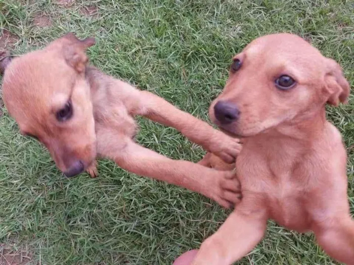 Cachorro ra a SRD-ViraLata idade Abaixo de 2 meses nome Mel e Tel