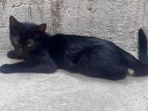 Gato ra a SRD-ViraLata idade 2 a 6 meses nome S/ nome