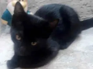 Gato raça SRD-ViraLata idade 2 a 6 meses nome S/ nome